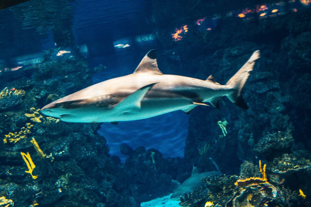A shark swimming in an aquarium